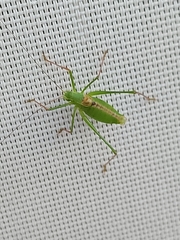 Leptophyes laticauda