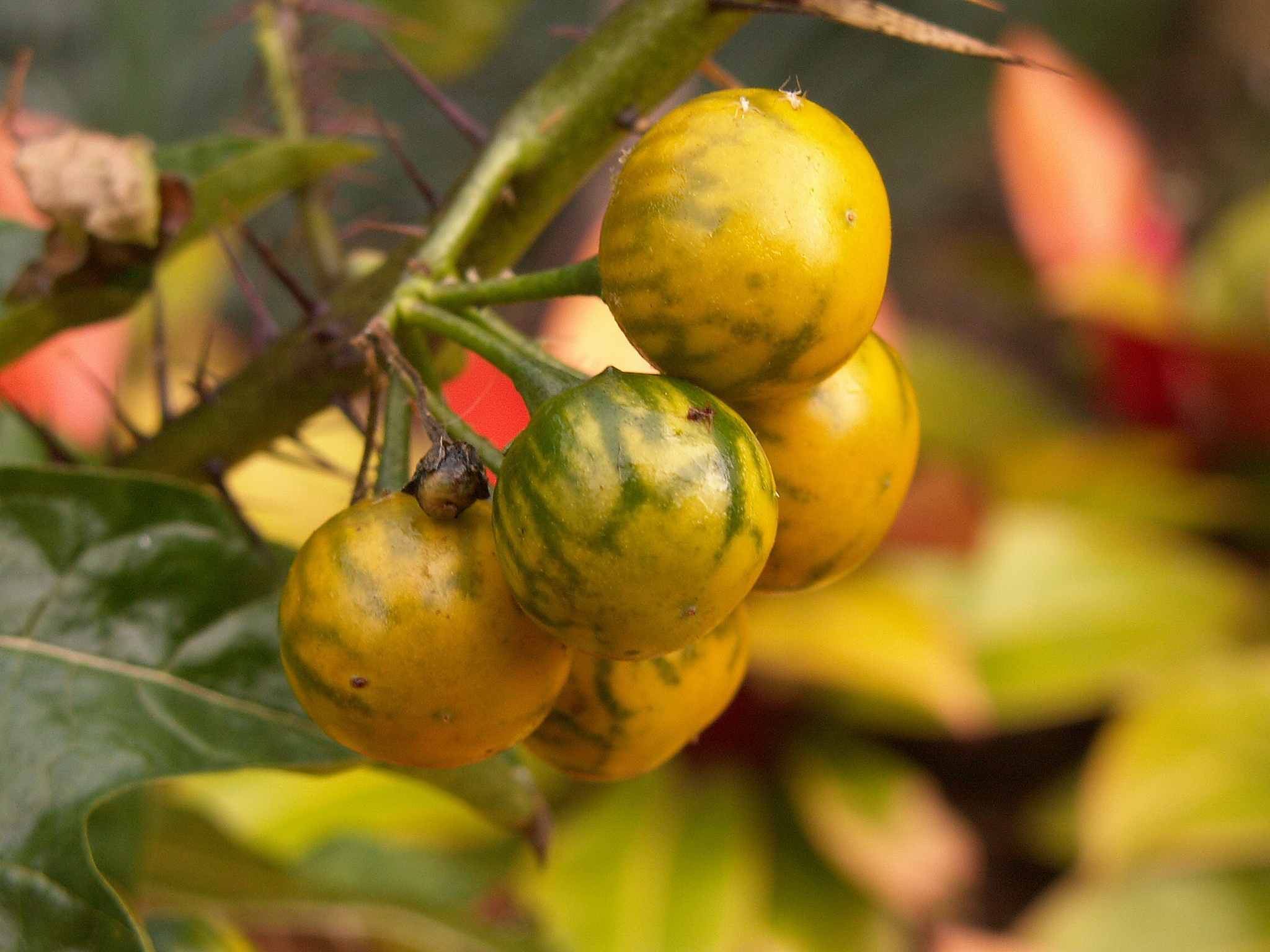 Solanum atropurpureum