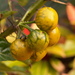 Solanum atropurpureum - Photo (c) Dr. Boli, algunos derechos reservados (CC BY)