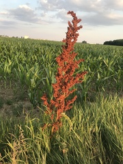 Rumex