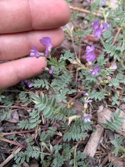 Astragalus vexilliflexus