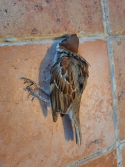Passer montanus