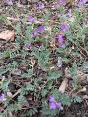 Astragalus vexilliflexus