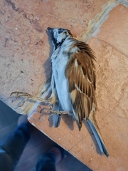 Passer montanus
