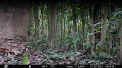 Turdus maculirostris