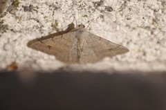 Digrammia muscariata