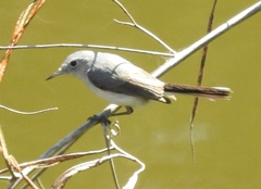 Polioptila nigriceps
