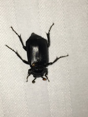 Nicrophorus nigrita