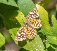 Phystis simois variegata