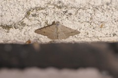 Digrammia muscariata