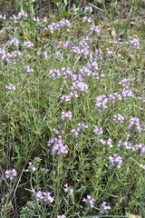Thymus pallasianus