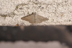 Digrammia muscariata