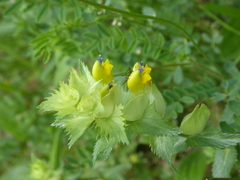 Rhinanthus alectorolophus