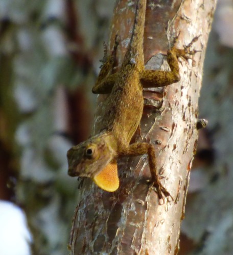 Bark Anole (Anolis distichus)