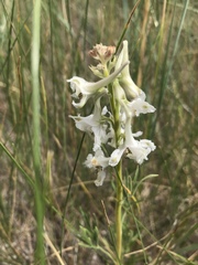 Delphinium carolinianum virescens