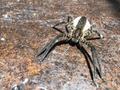 Cupiennius salei