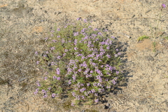Thymus pallasianus