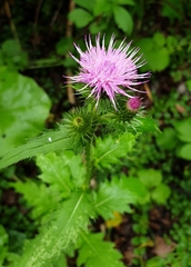 Carduus crispus