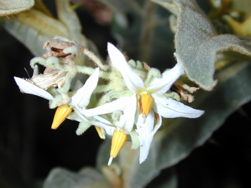 Solanum robustum