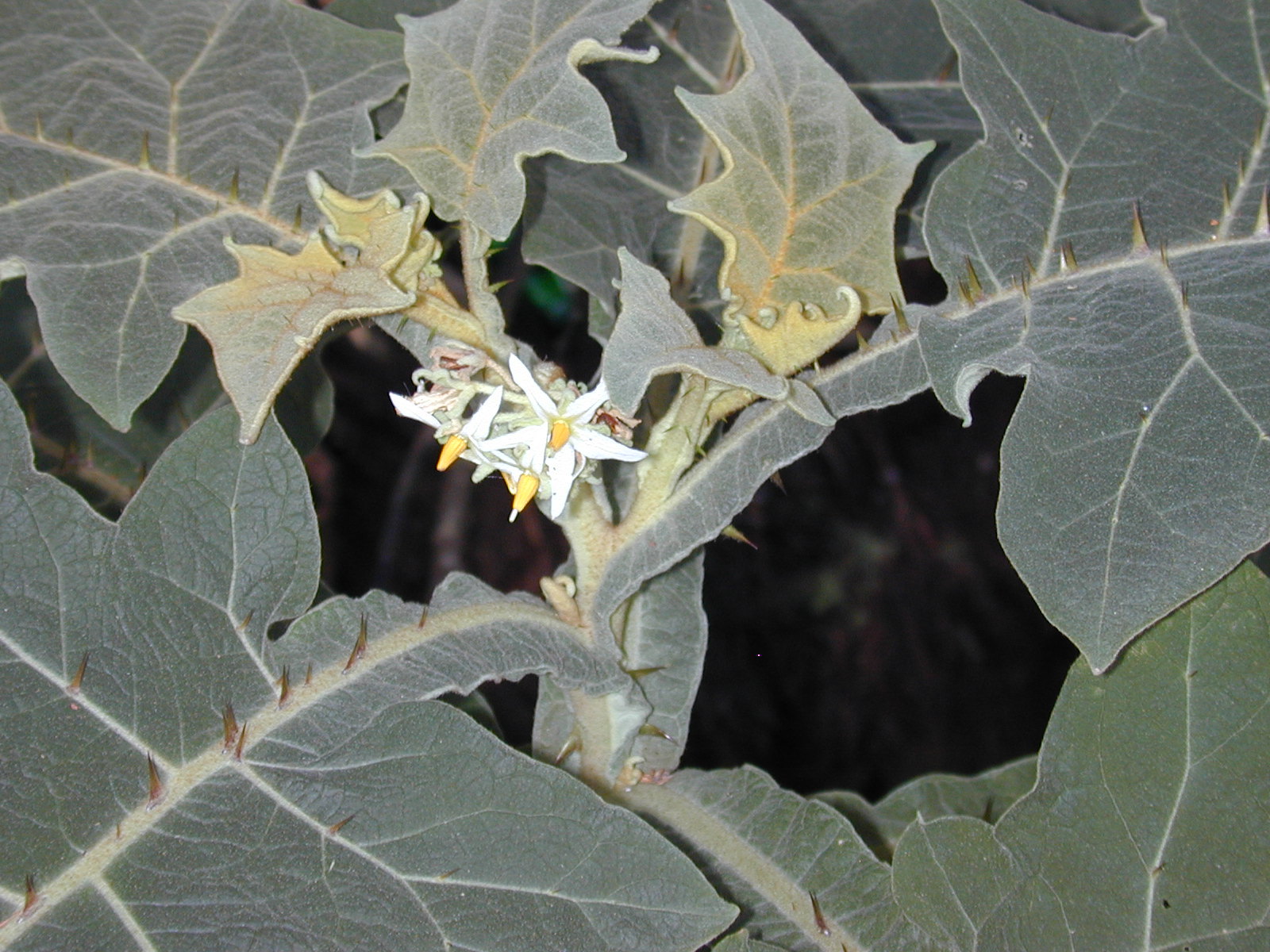 Solanum robustum