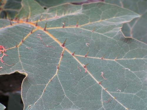 Solanum robustum