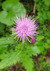 Carduus crispus