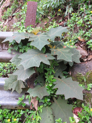 Solanum robustum
