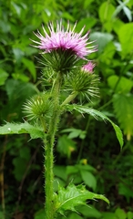 Carduus crispus