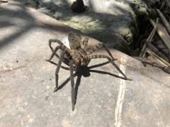 Cupiennius salei