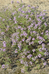 Thymus pallasianus