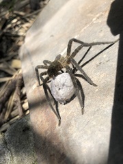Cupiennius salei