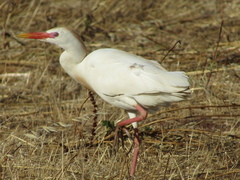 Bubulcus ibis
