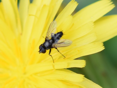 Pouting Woodlouse-fly, Groesbeek, Nederland, photo 8 of 10