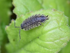 Porcellio spinicornis