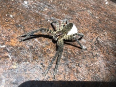 Cupiennius salei