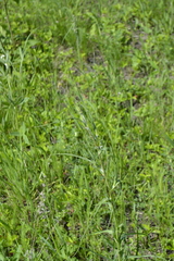 Tragopogon podolicus