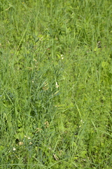 Lathyrus pannonicus collinus