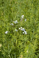 Myosotis popovii