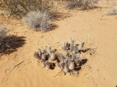 Grusonia kunzei
