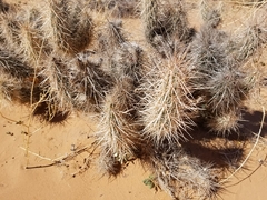 Grusonia kunzei