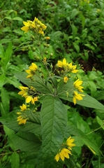 Lysimachia vulgaris