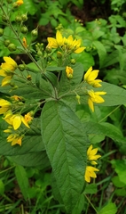 Lysimachia vulgaris