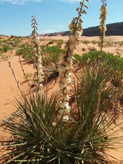 Yucca angustissima kanabensis