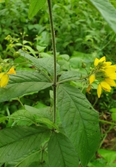 Lysimachia vulgaris