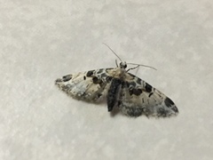 Eupithecia extremata