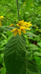Lysimachia vulgaris