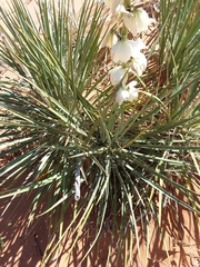 Yucca angustissima kanabensis