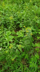 Lysimachia vulgaris