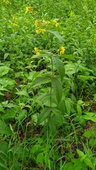 Lysimachia vulgaris