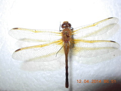 Sympetrum madidum